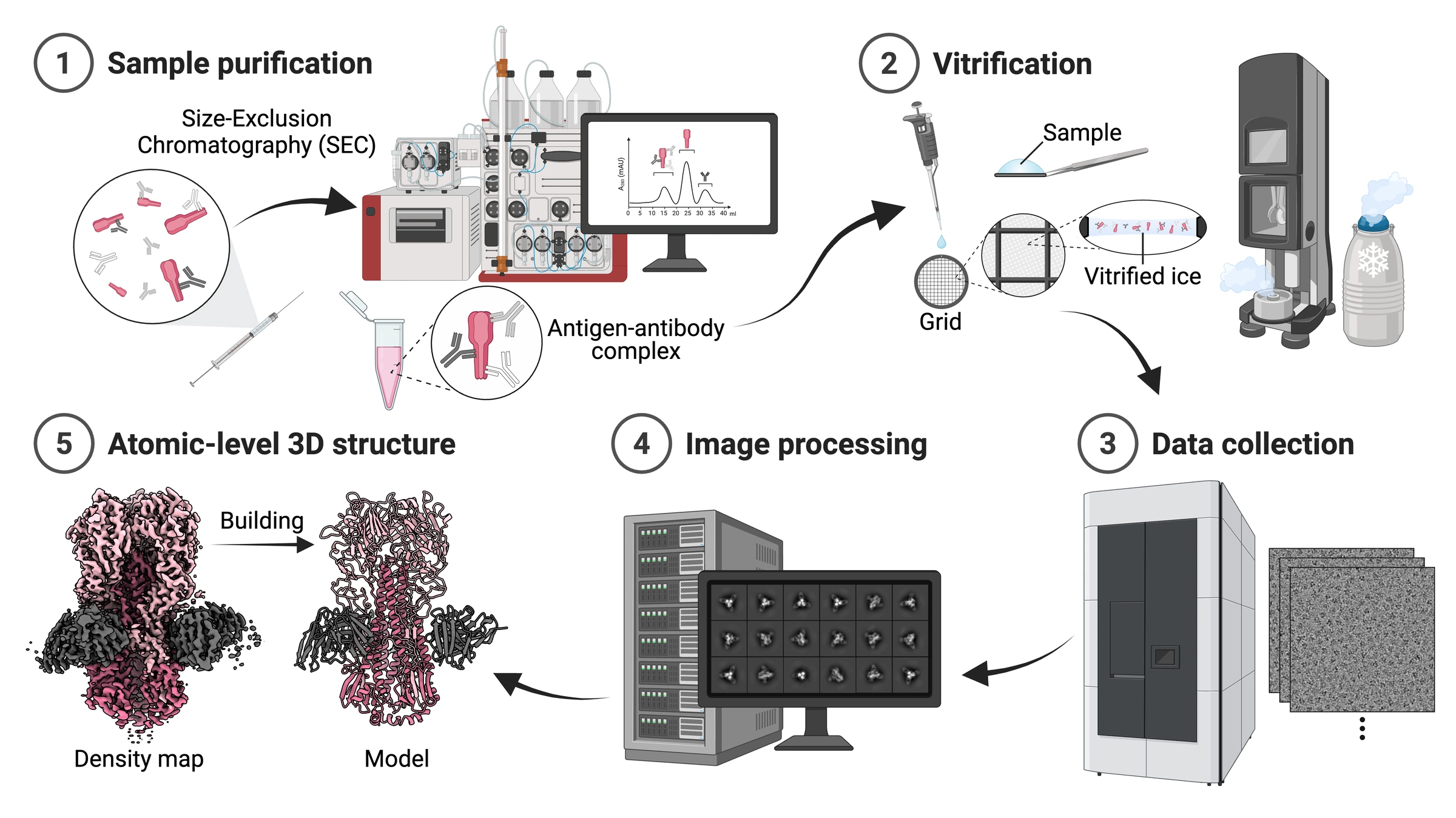 Five steps of a single-particle cryo-EM experiment: sample purification by size-exclusion chromatography, vitrification on a grid, data collection on the microscope, image processing, and building an atomic model into the density map