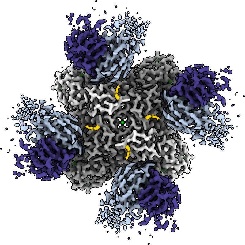 Cryo-EM structure of DA03E17 Fab in complex with influenza virus neuraminidase from A/California/07/2009 (H1N1)