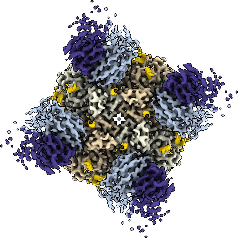 Cryo-EM structure of DA03E17 Fab in complex with influenza virus neuraminidase from A/Kansas/14/2017 (H3N2)