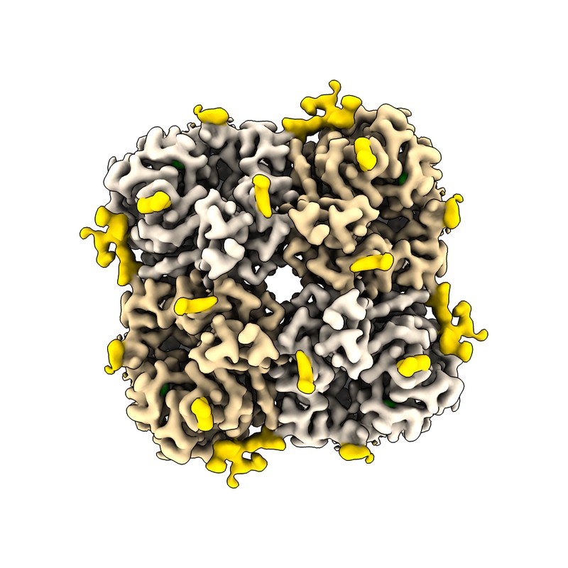 Cryo-EM structure of influenza virus neuraminidase from A/Kansas/14/2017 (H3N2)