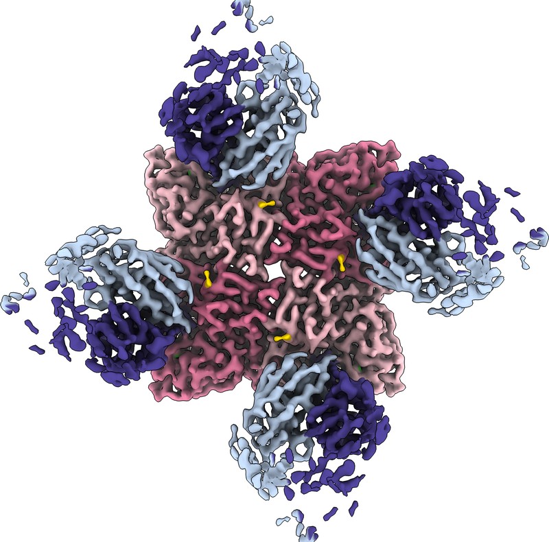 Cryo-EM structure of DA03E17 Fab in complex with influenza virus neuraminidase from B/Colorado/06/2017