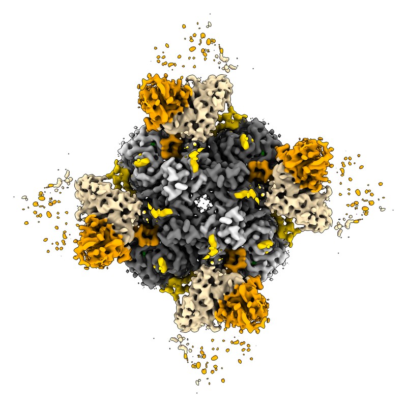 Cryo-EM structure of 1G01 IgG in complex with influenza virus neuraminidase from A/Kansas/14/2017 (H3N2)
