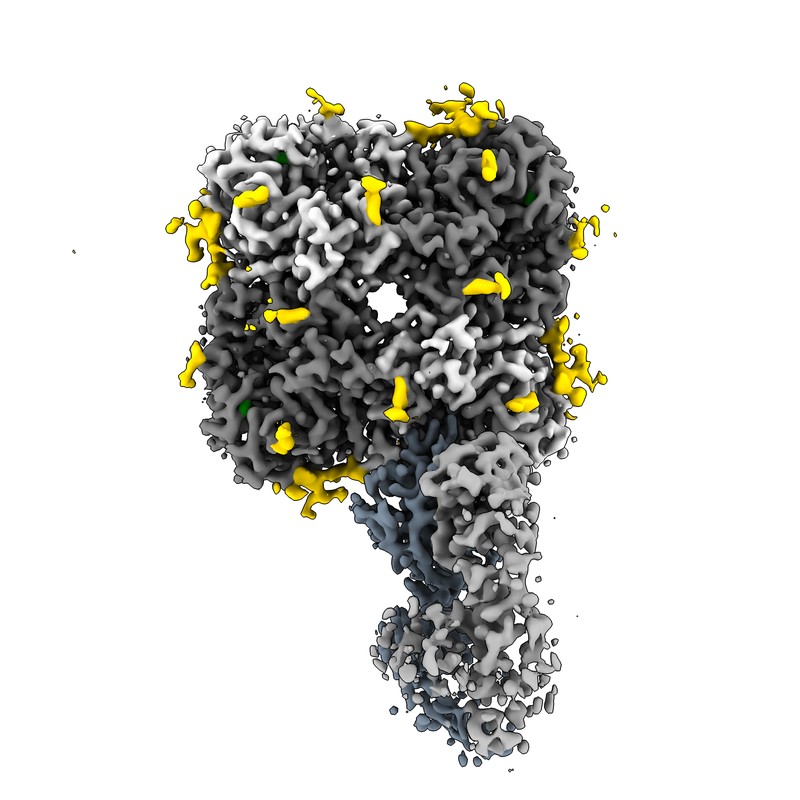 Cryo-EM structure of FNI9 IgG in complex with influenza virus neuraminidase from A/Kansas/14/2017 (H3N2)