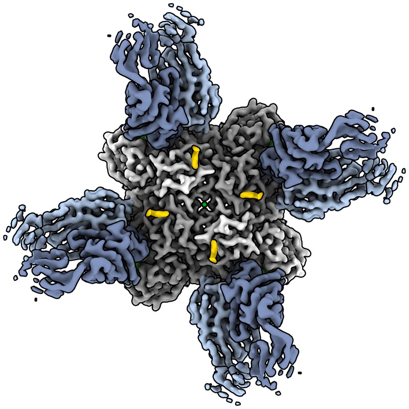 Cryo-EM structure of CR12042 Fab in complex with influenza virus neuraminidase from A/California/07/2009 (H1N1)