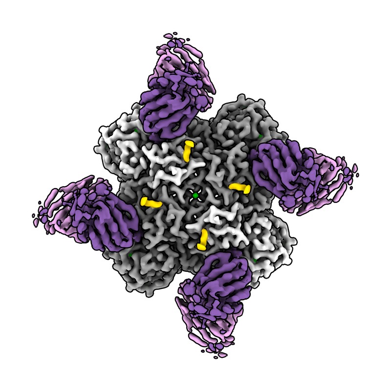 Cryo-EM structure of CR12044 Fab in complex with influenza virus neuraminidase from A/California/07/2009 (H1N1)
