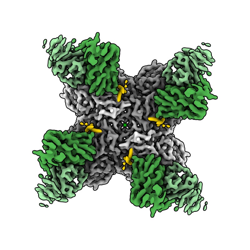 Cryo-EM structure of AF9C-GL Fab in complex with influenza virus neuraminidase from A/California/07/2009 (H1N1)