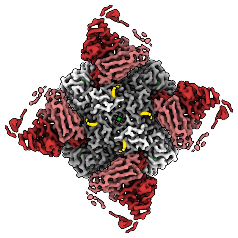 Cryo-EM structure of Z1A11-GL Fab in complex with influenza virus neuraminidase from A/California/07/2009 (H1N1)