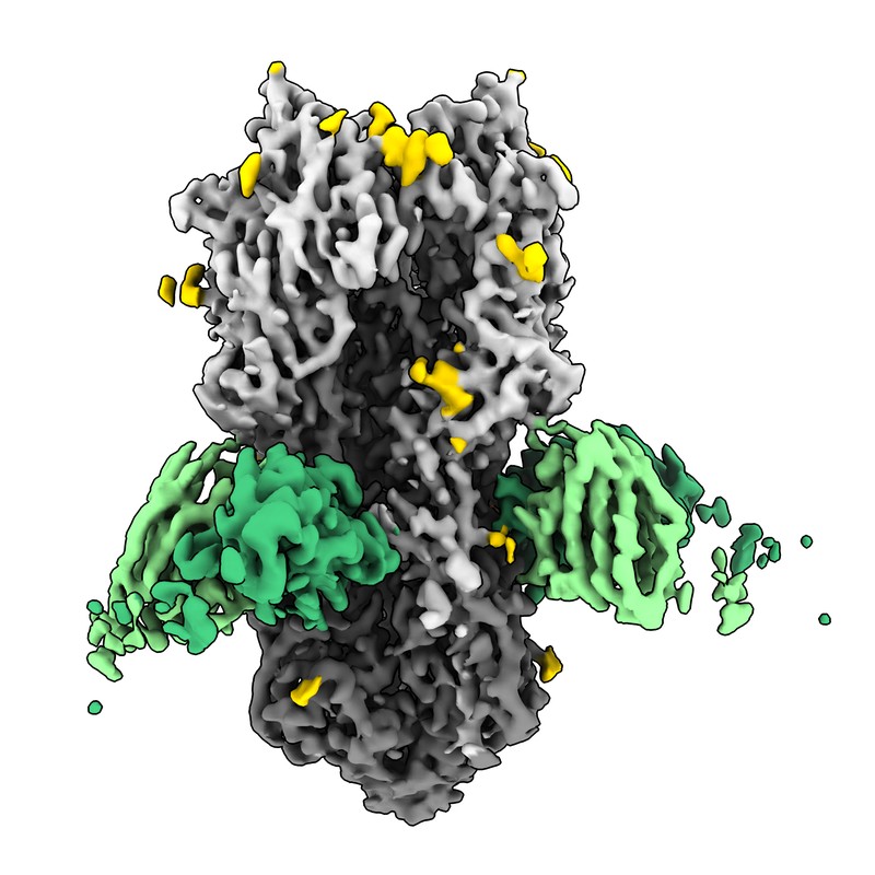 Cryo-EM structure of NI06063_d30_103 Fab in complex with influenza virus hemagglutinin from A/Hong Kong/485197/2014 (H3N2)