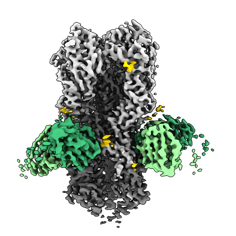 Cryo-EM structure of NI06063_d30_103 Fab in complex with influenza virus hemagglutinin from A/Michigan/45/2015 (H1N1)