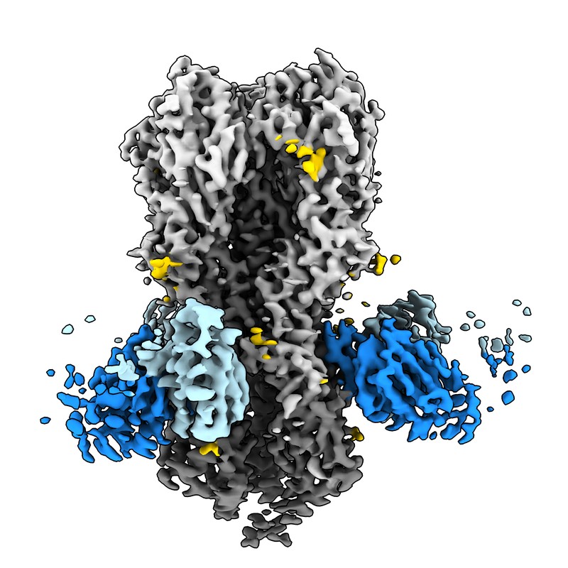 Cryo-EM structure of NI04359_d30_240 Fab in complex with influenza virus hemagglutinin from A/Michigan/45/2015 (H1N1)