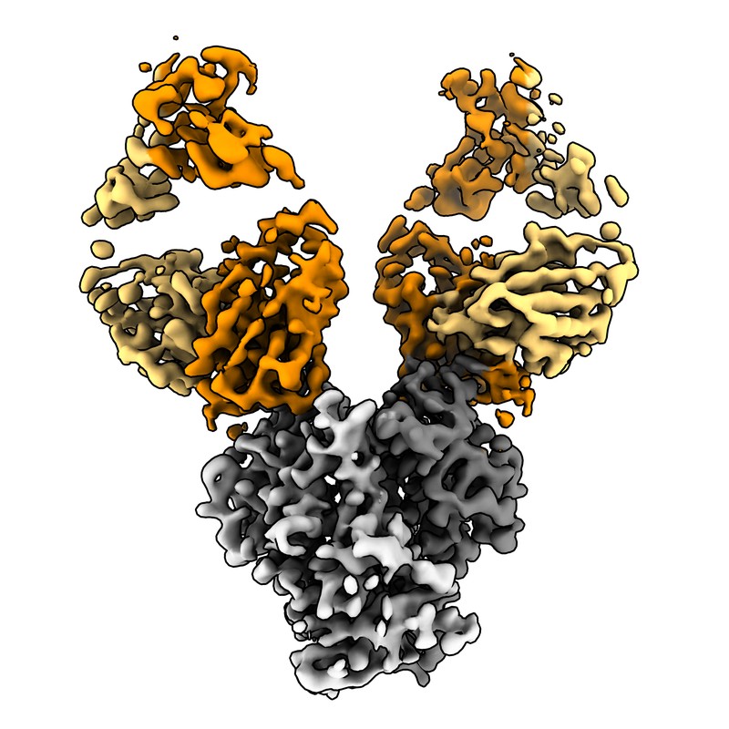Cryo-EM structure of VX77 Fab in complex with GII.4 Norovirus P domain