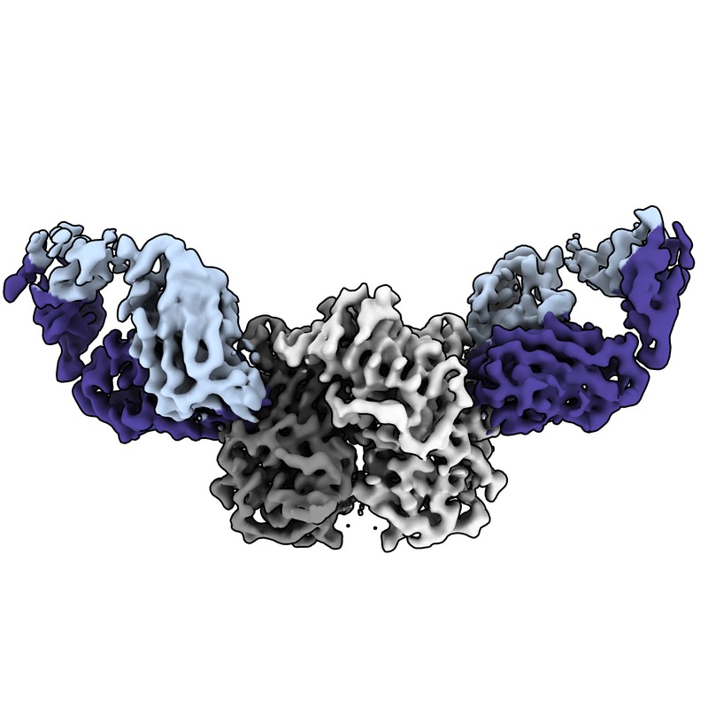 Cryo-EM structure of VX93 Fab in complex with GII.4 Norovirus P domain