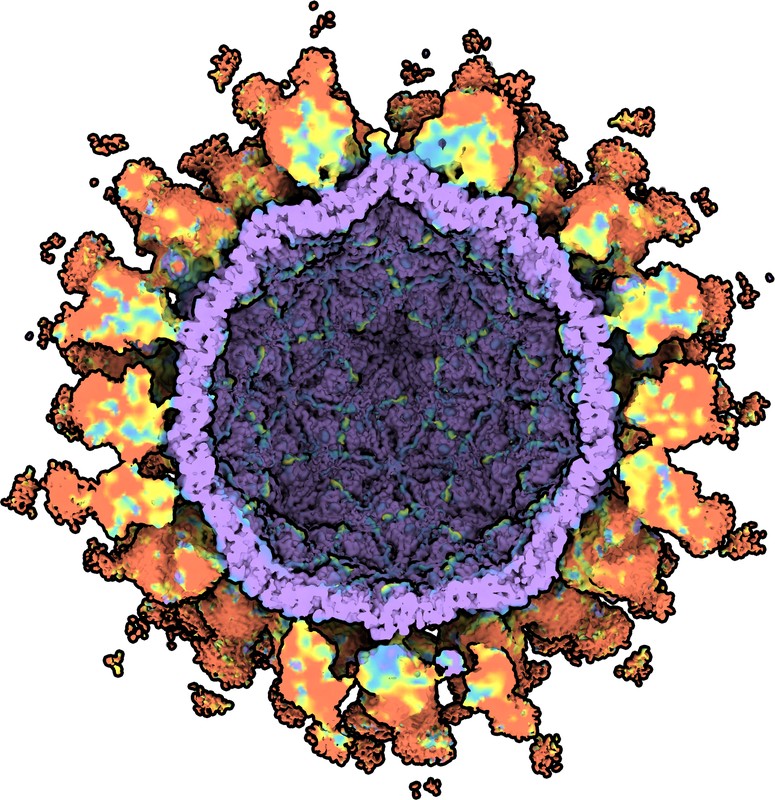 Cryo-EM map of norovirus GII.4 SY 2012 VLP in complex with VX77 Fab