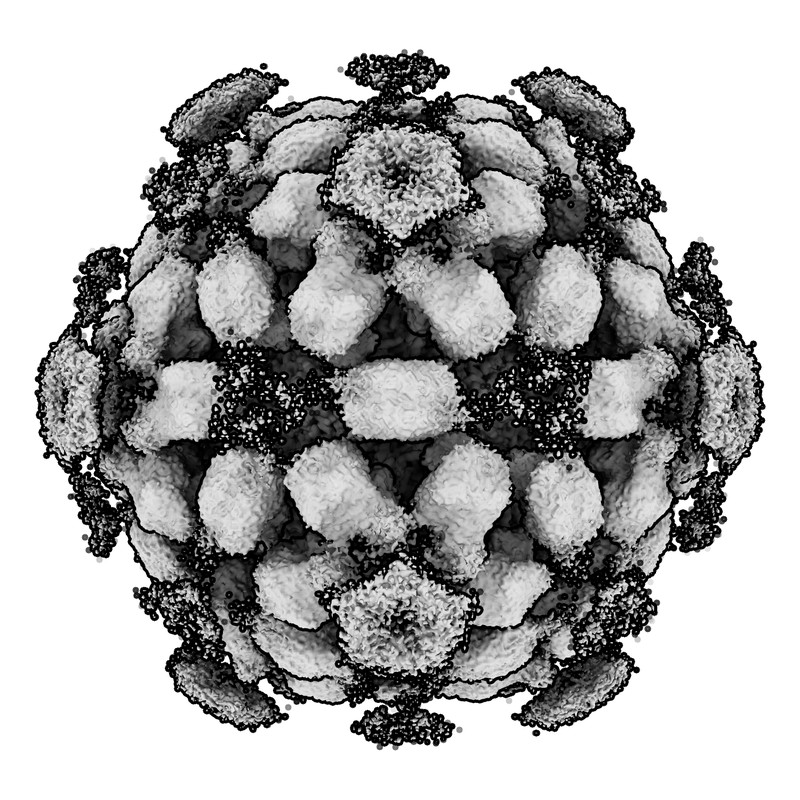 Cryo-EM map of norovirus GII.4 SY 2012 VLP in complex with VX93 Fab