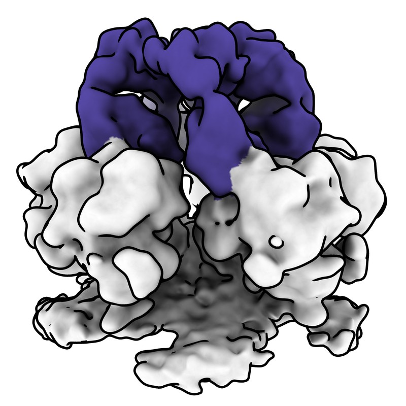 Cryo-EM map of norovirus GII.4 SY 2012 VLP in complex with VX93 Fab - fivefold axis local map (4 Fabs)