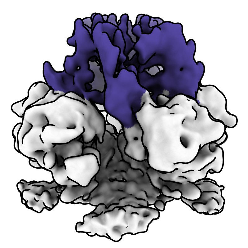Cryo-EM map of norovirus GII.4 SY 2012 VLP in complex with VX93 Fab - fivefold axis local map (5 Fabs-1)
