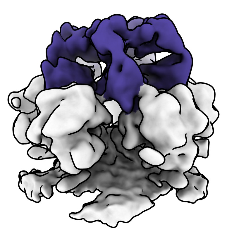 Cryo-EM map of norovirus GII.4 SY 2012 VLP in complex with VX93 Fab - fivefold axis local map (5 Fabs-2)