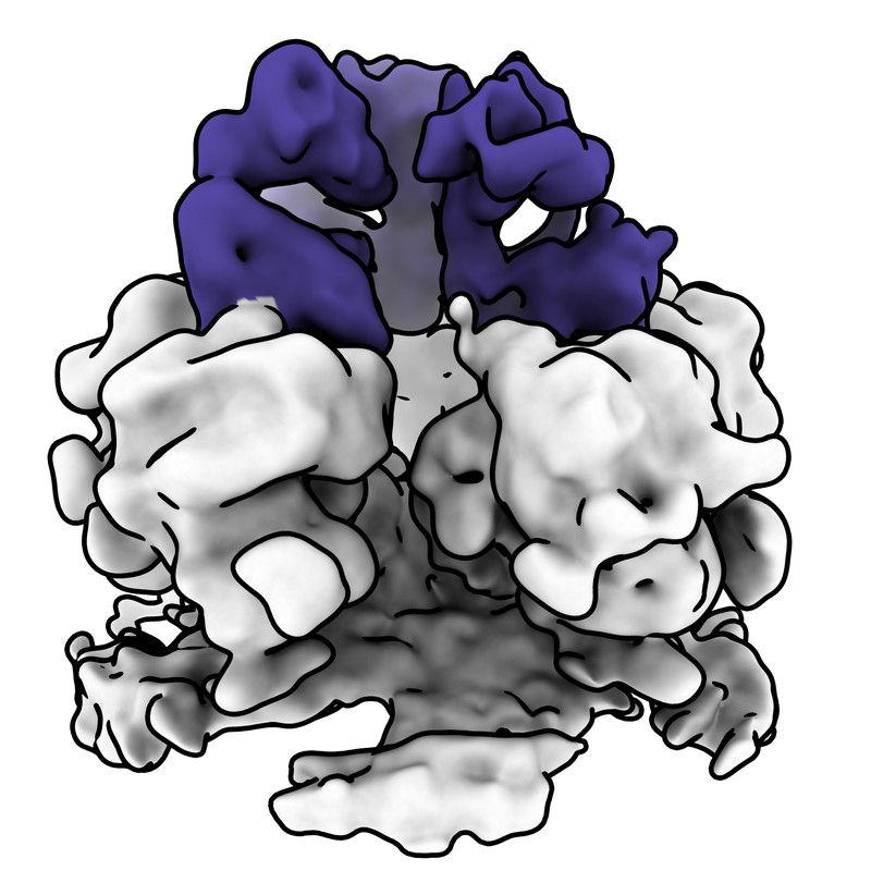 Cryo-EM map of norovirus GII.4 SY 2012 VLP in complex with VX93 Fab - fivefold axis local map (3 Fabs-1)