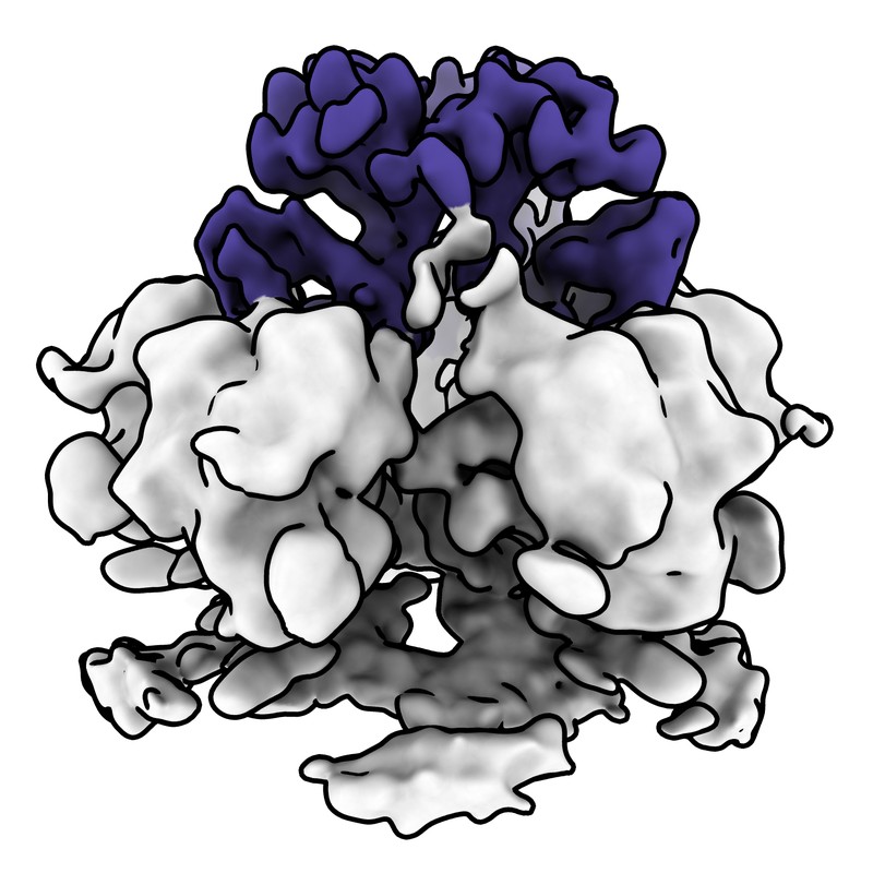 Cryo-EM map of norovirus GII.4 SY 2012 VLP in complex with VX93 Fab - fivefold axis local map (3 Fabs-2)