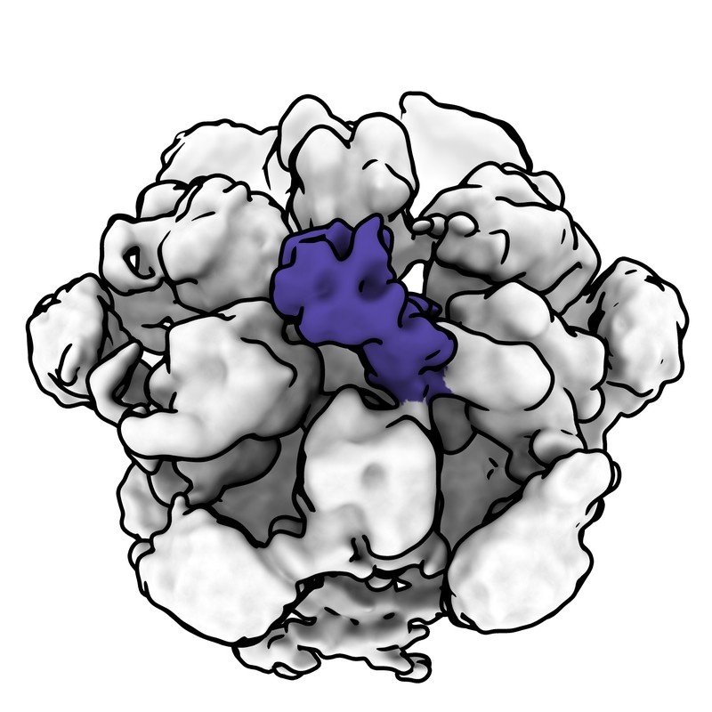 Cryo-EM map of norovirus GII.4 SY 2012 VLP in complex with VX93 Fab - threefold axis local map (1 Fab)