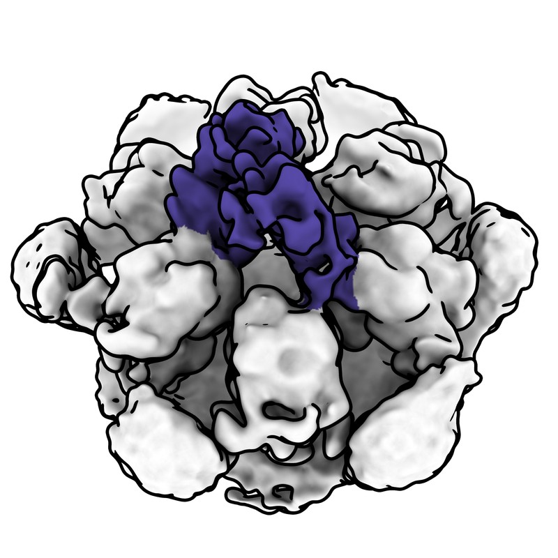 Cryo-EM map of norovirus GII.4 SY 2012 VLP in complex with VX93 Fab - threefold axis local map (2 Fabs-1)