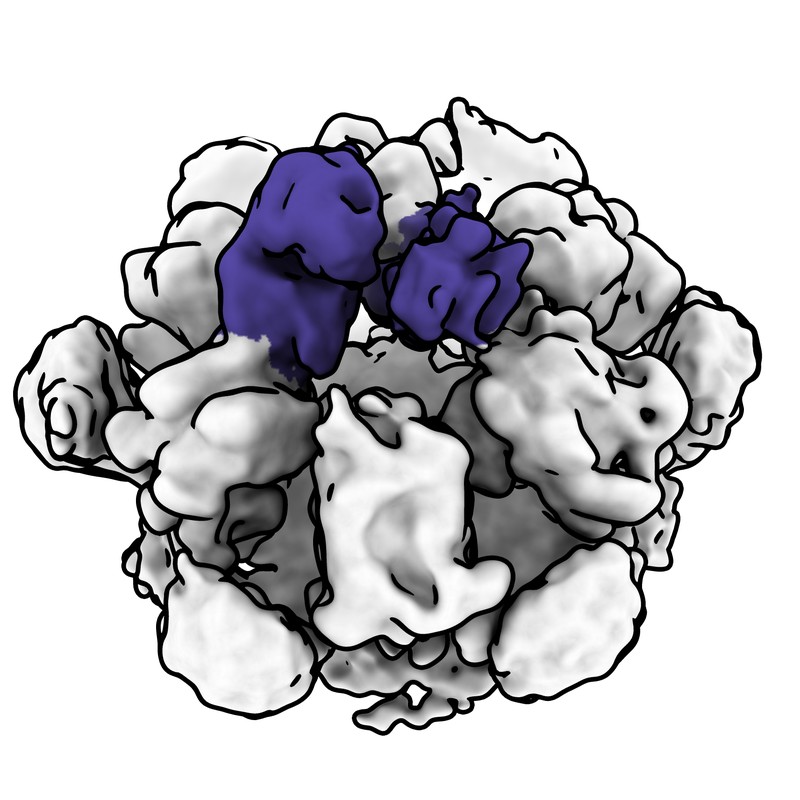 Cryo-EM map of norovirus GII.4 SY 2012 VLP in complex with VX93 Fab - threefold axis local map (2 Fabs-2)