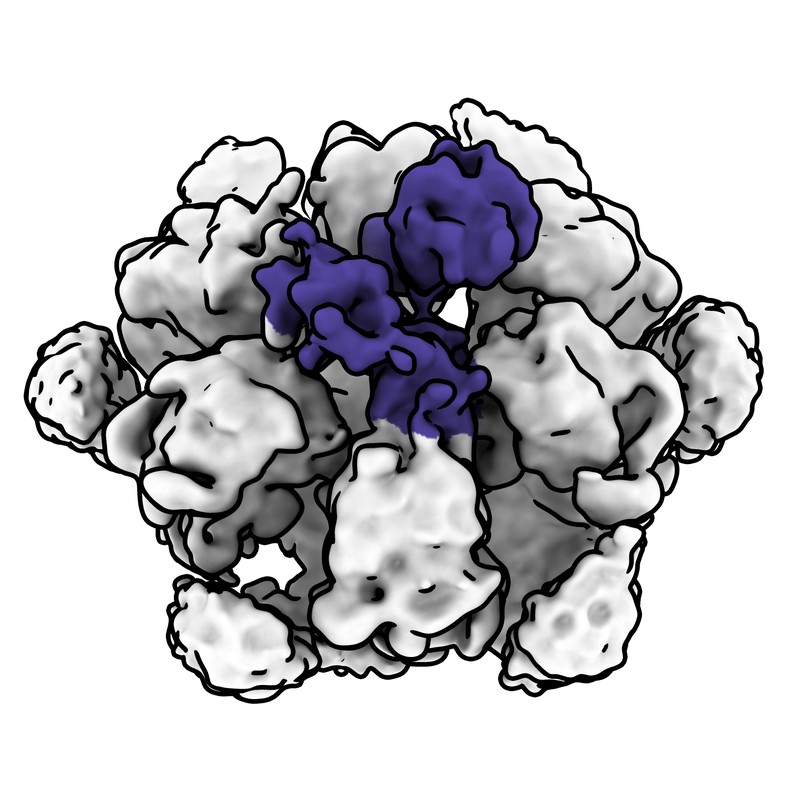 Cryo-EM map of norovirus GII.4 SY 2012 VLP in complex with VX93 Fab - threefold axis local map (2 Fabs-3)