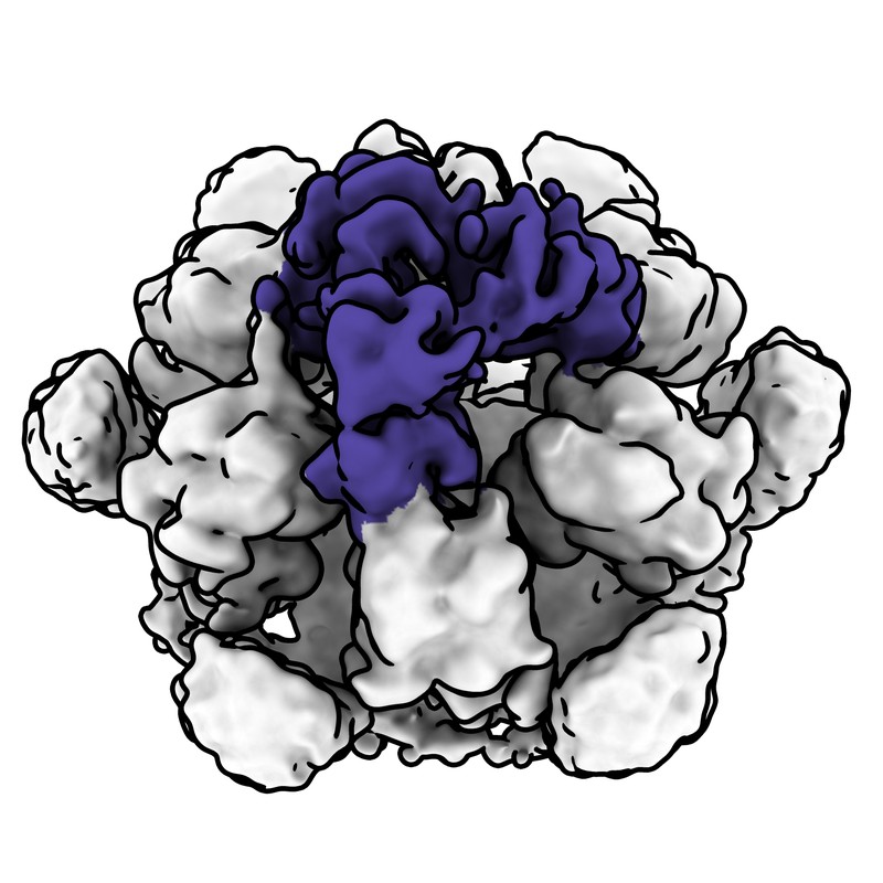 Cryo-EM map of norovirus GII.4 SY 2012 VLP in complex with VX93 Fab - threefold axis local map (3 Fabs)