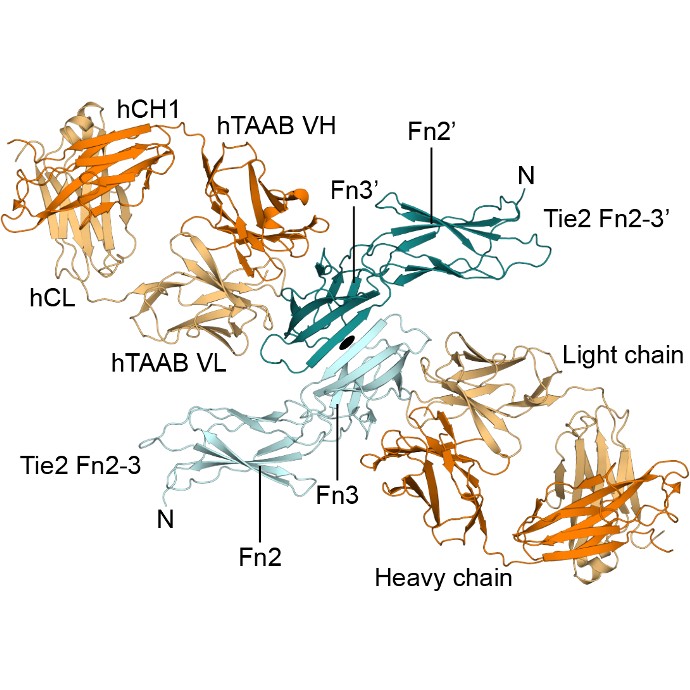 Crystal structure of Tie2-agonistic antibody in complex with human Tie2 Fn2-3