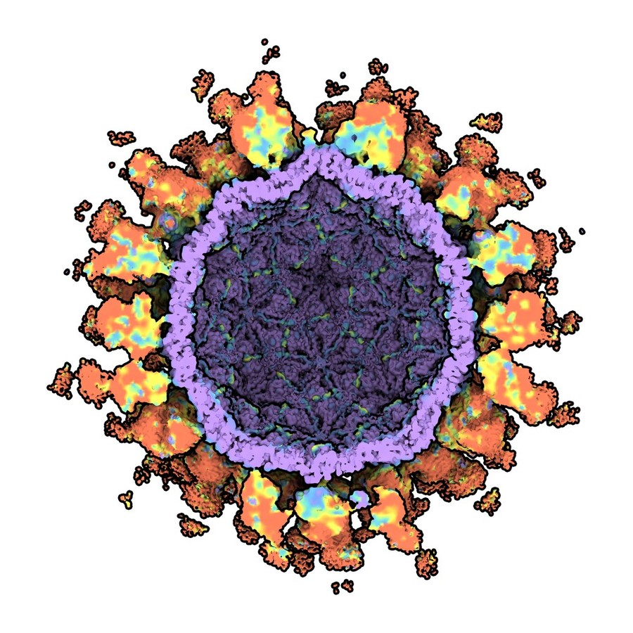 Cryo-EM reconstruction of a norovirus virus-like particle