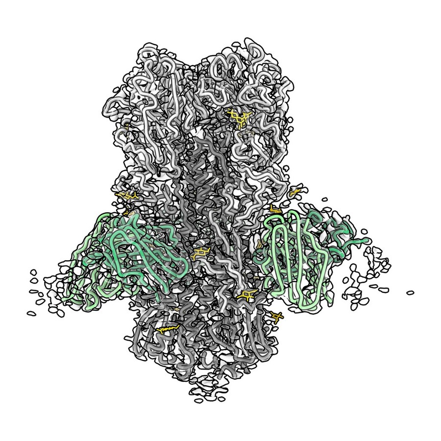 Antibodies bound to the influenza haemagglutinin stalk