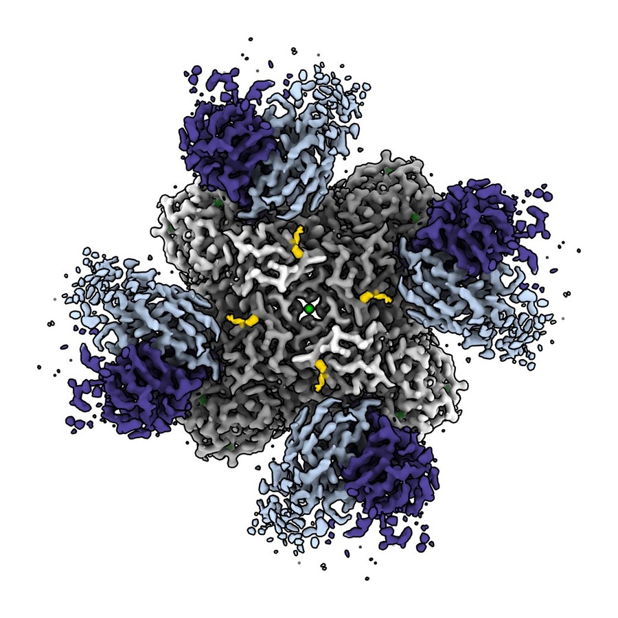 Antibody bound to influenza neuraminidase