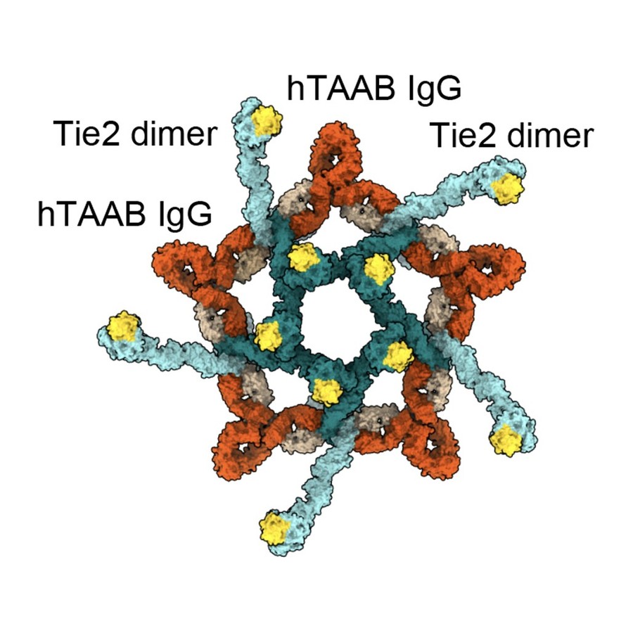 Hexagonal assembly of Tie2 dimers clustered by an agonistic antibody
